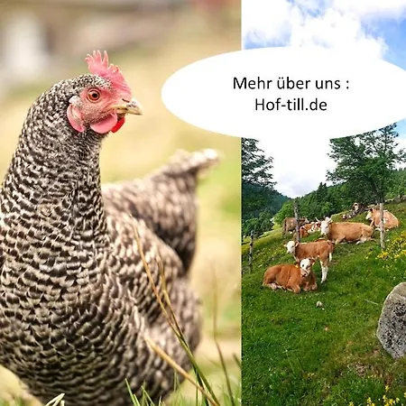 Seenest Am * Schluchsee