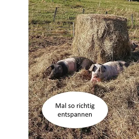 Seenest Am Appartement *